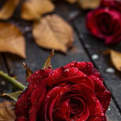 ❤إِسْلَام صَدِيقٍ اَلْكُلِّ❤