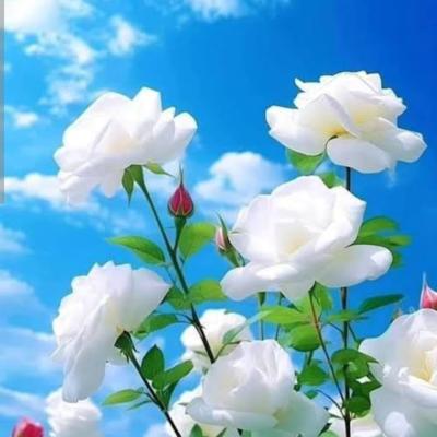 💜🌠么الُـِـِِـِِِـِِـِـمـْـْْـْلُـِـِِـِِِـِِـِـكُـُه米🌠💜