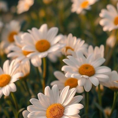 𝑵𝑶 𝑭𝑰𝑳𝑻𝑬𝑹 𝒁𝑶𝑵𝑬