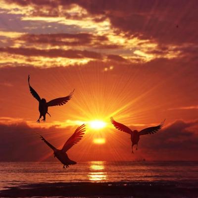 حِـلـم الـسِّـنـيـن – الـرسـمـي •